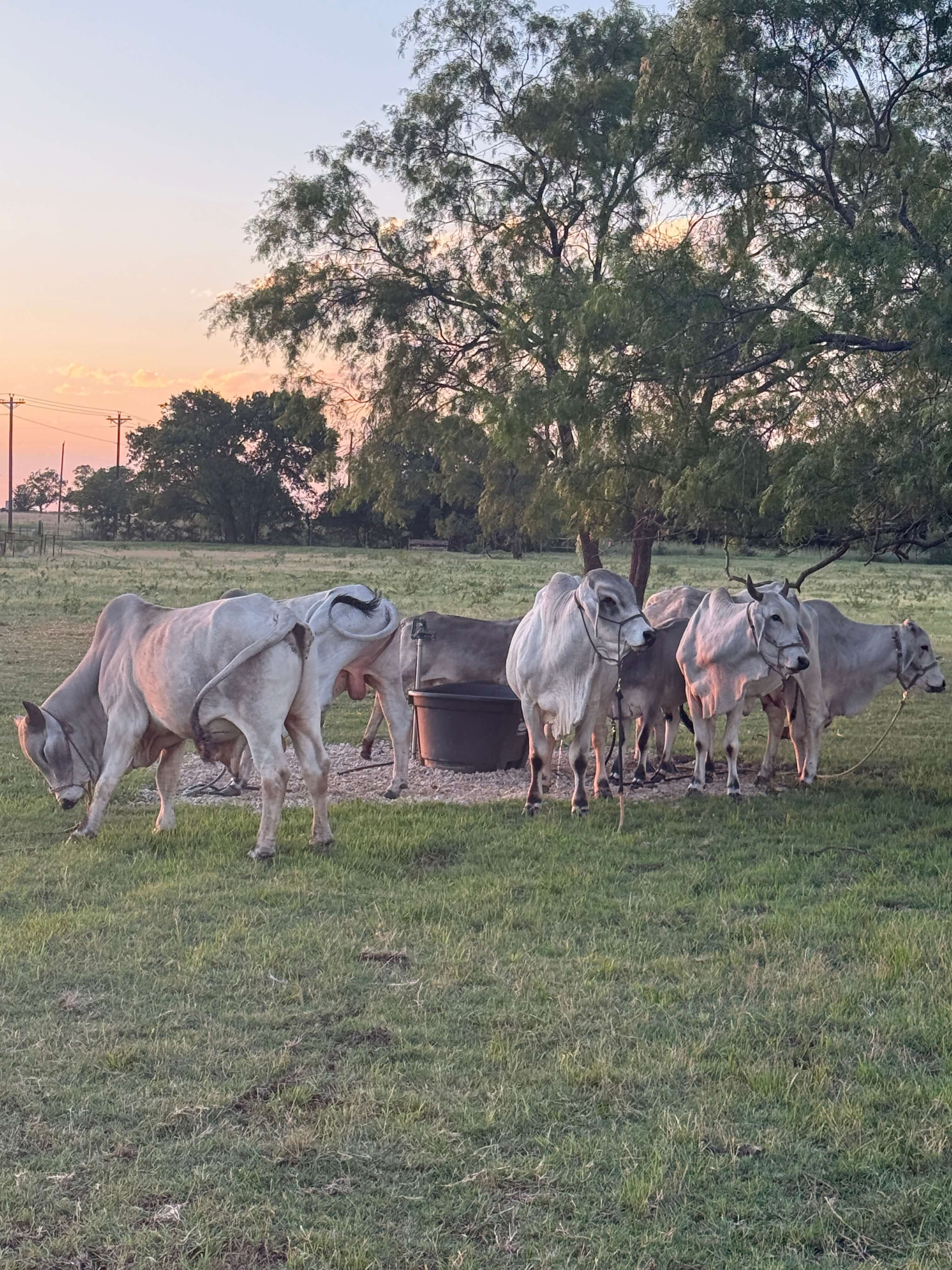 What may I feed the cows? at Arka Goshala