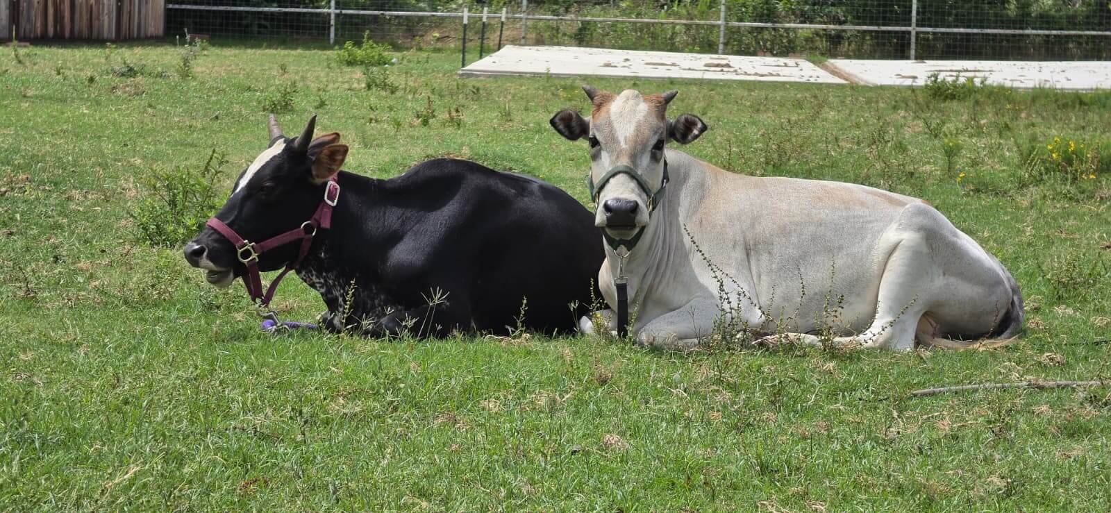 Kala the zebu cow