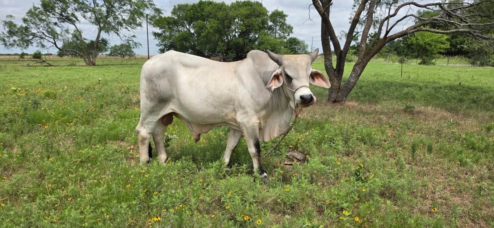 Krishna the Ongole cow
