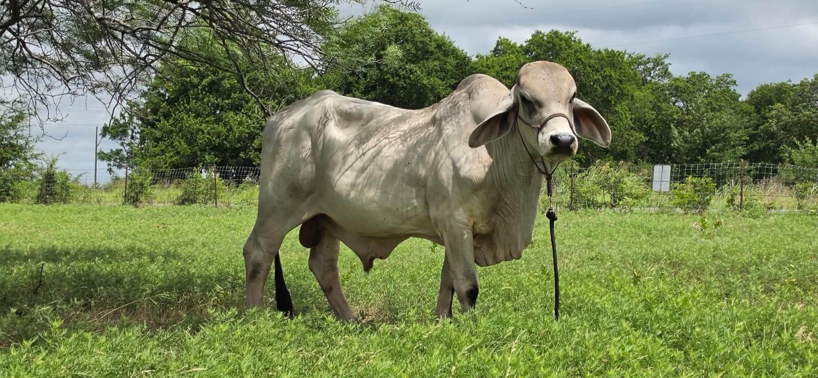 Ganga the Kankrej cow